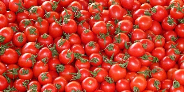 Tomates